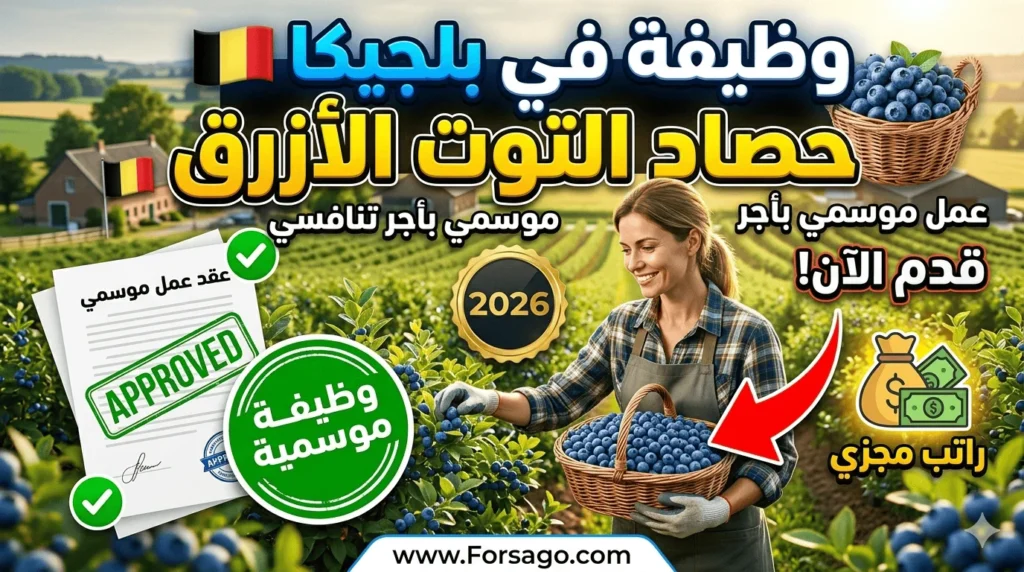 عامل موسم حصاد التوت - أودسبيرجن (بلجيكا)
